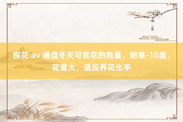 探花 av 通盘冬天可赏花的角堇，耐寒-10度，花量大，适应养花生手